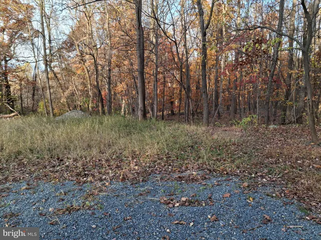a view of a yard with large trees