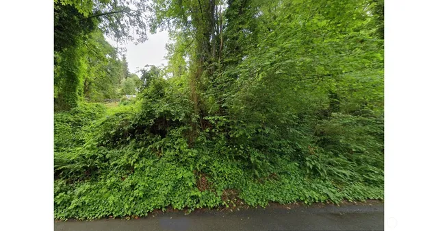 a view of a forest with a tree