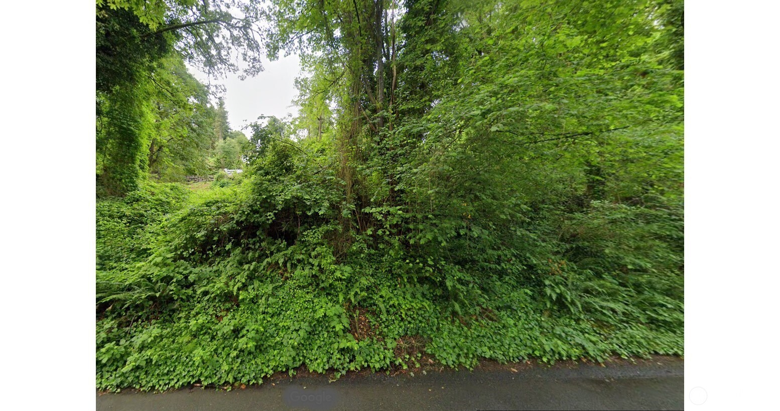 0 East Interlaken Boulevard Seattle, WA 98112 - Photo 4 of 4 a view of a forest with a tree