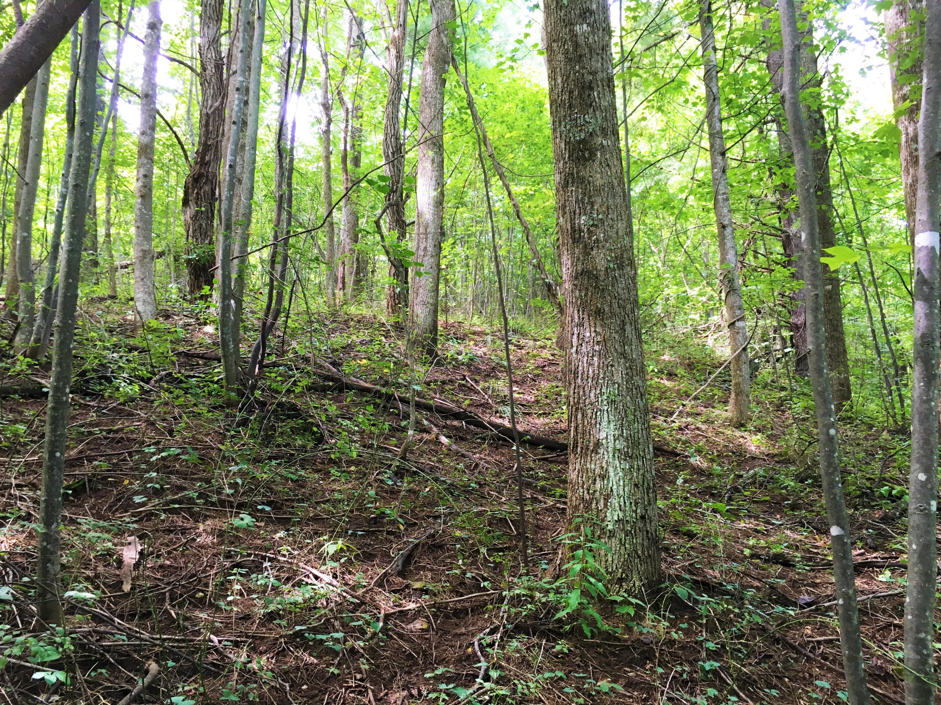 1 Five Mile Mountain Road Callaway, VA 24067 - Photo 5 of 11 Hardwood Forest