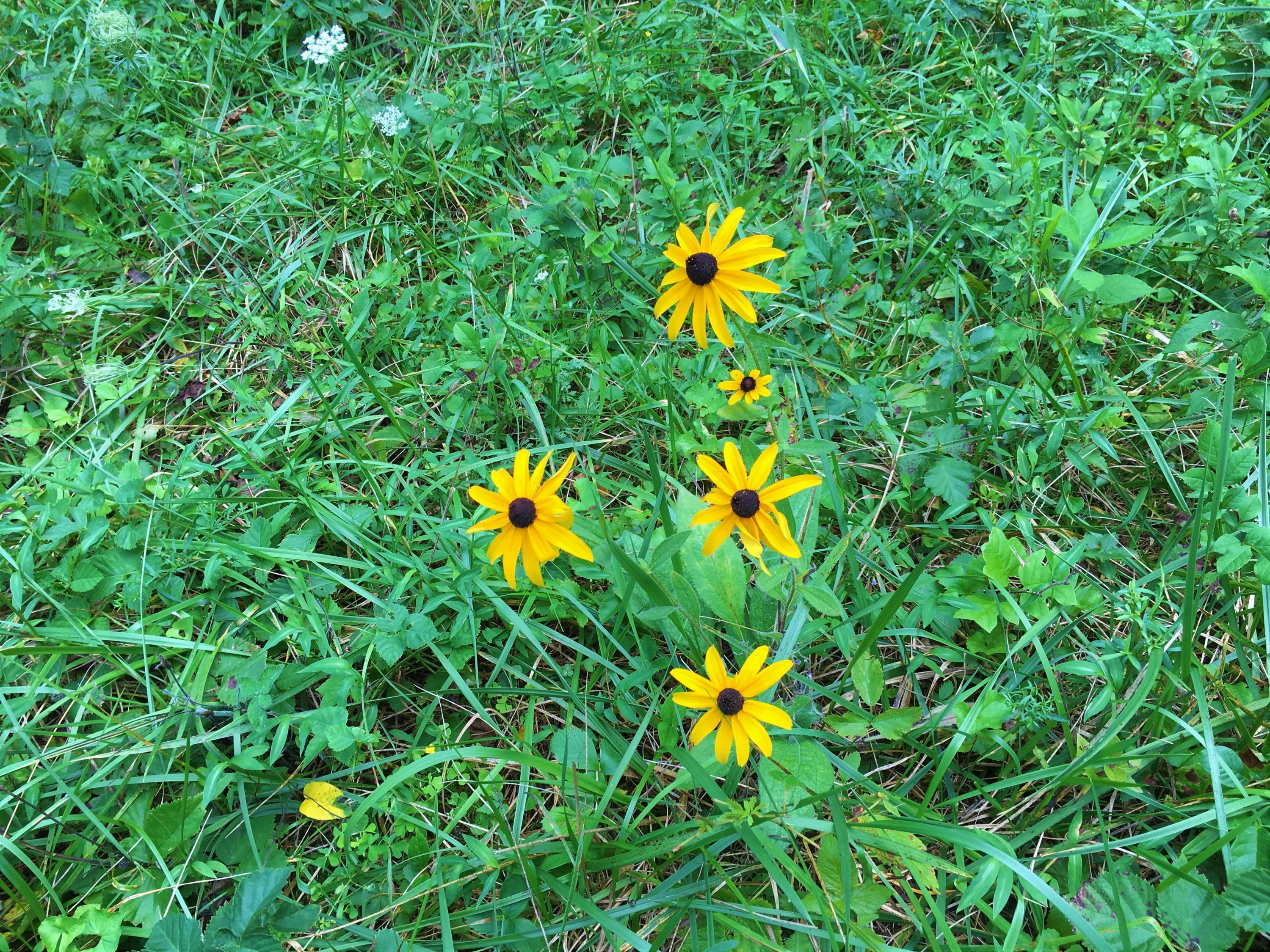 1 Five Mile Mountain Road Callaway, VA 24067 - Photo 7 of 11 Wildflowers