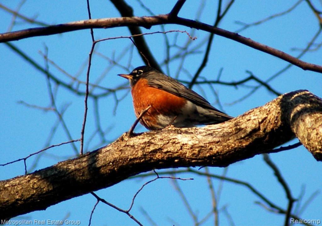 13256 Hibner Road Hartland, MI 48353 - Photo 40 of 41 Robin.jpg