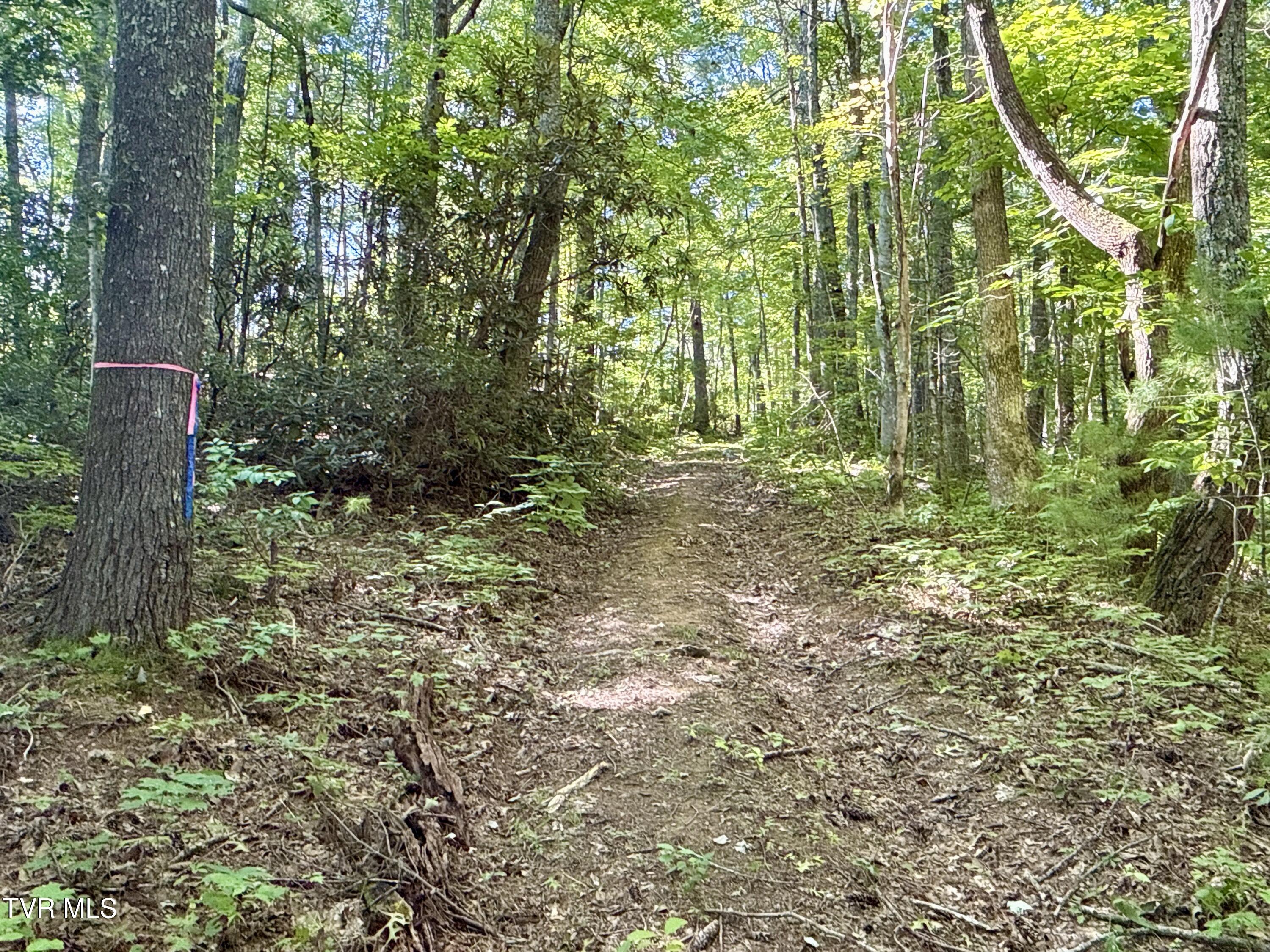 29.38-acre 29.38-acre Bull Mtn Road Del Rio, TN 37727 - Photo 3 of 30 _Pic3 (11)