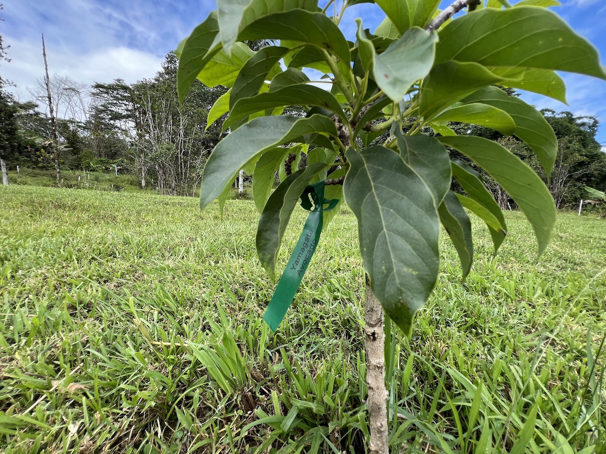 17-3853 Enos Road Mountain View, HI 96760 - Photo 8 of 20 a close up of a plant in a garden