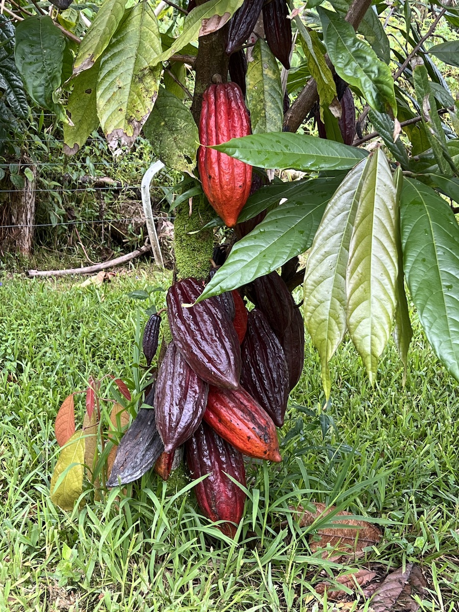 17-3853 Enos Road Mountain View, HI 96760 - Photo 10 of 20 a view of a backyard