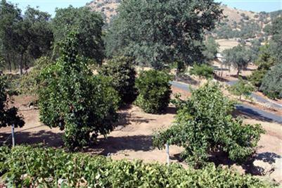 40775 Iris Road Squaw Valley, CA 93675 - Photo 11 of 25 Gallery Image 11