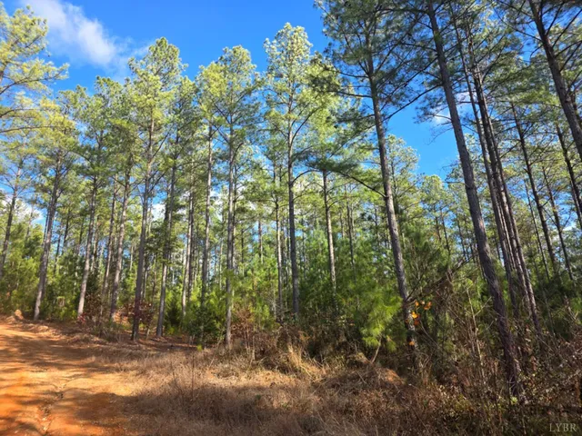 a view of a yard with plants and trees