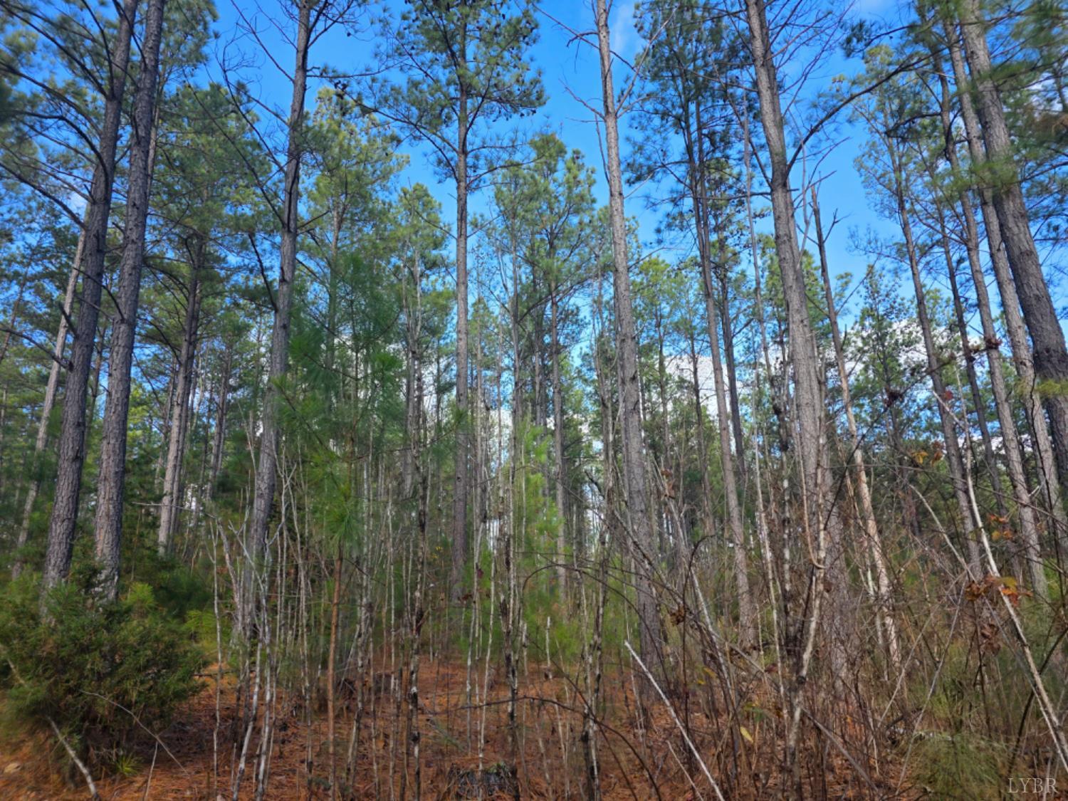 0 5150 Norwood Road Gladstone, VA 24553 - Photo 5 of 28 a view of forest