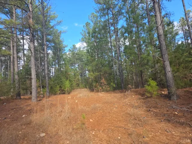 a view of backyard with tree