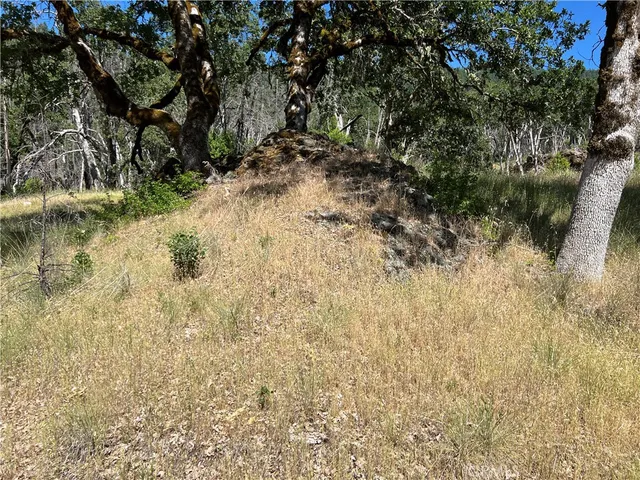 a view of a yard with plants and trees