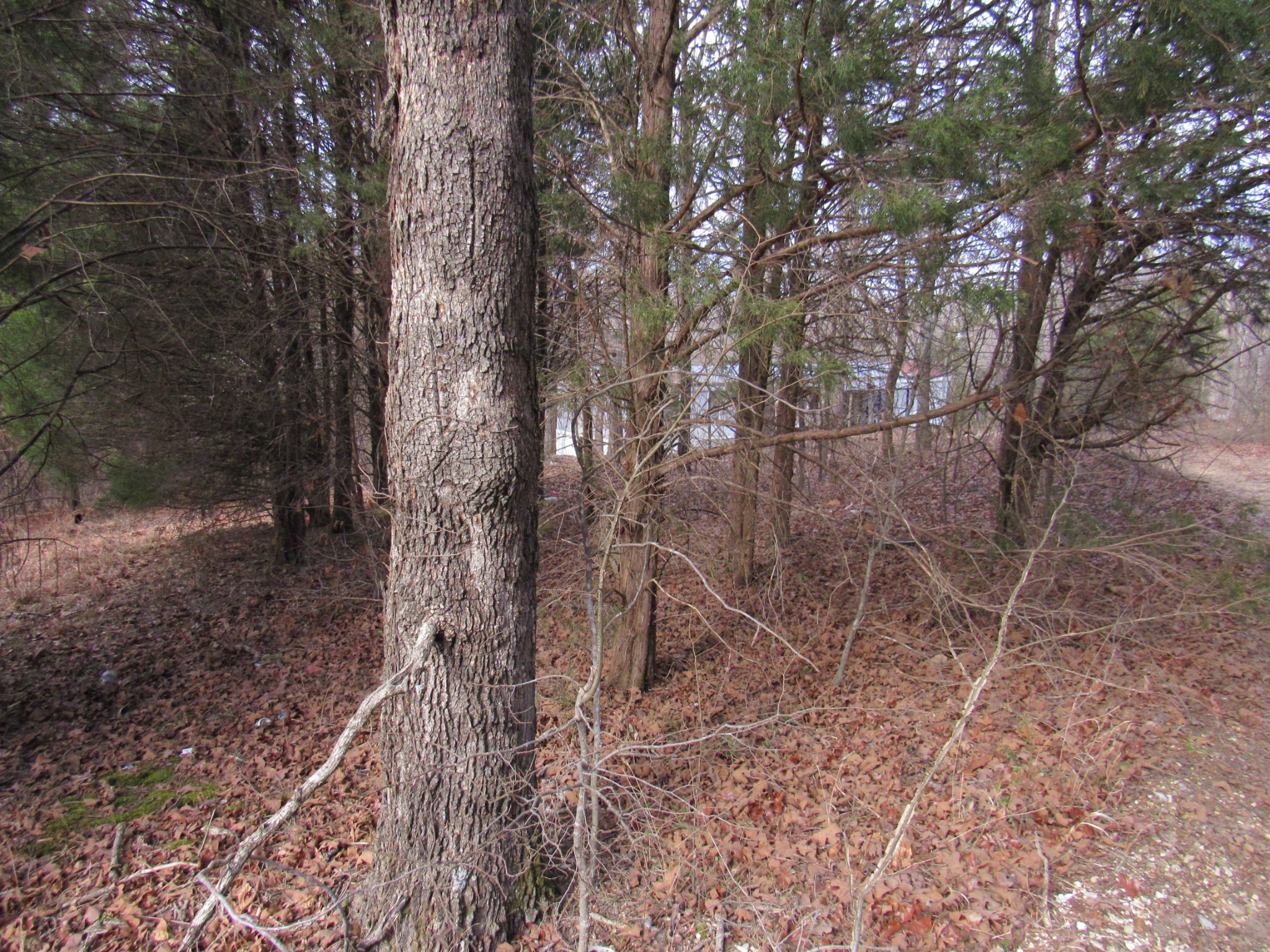 4272 Erin Road McEwen, TN 37101 - Photo 3 of 14 Gallery Image 3
