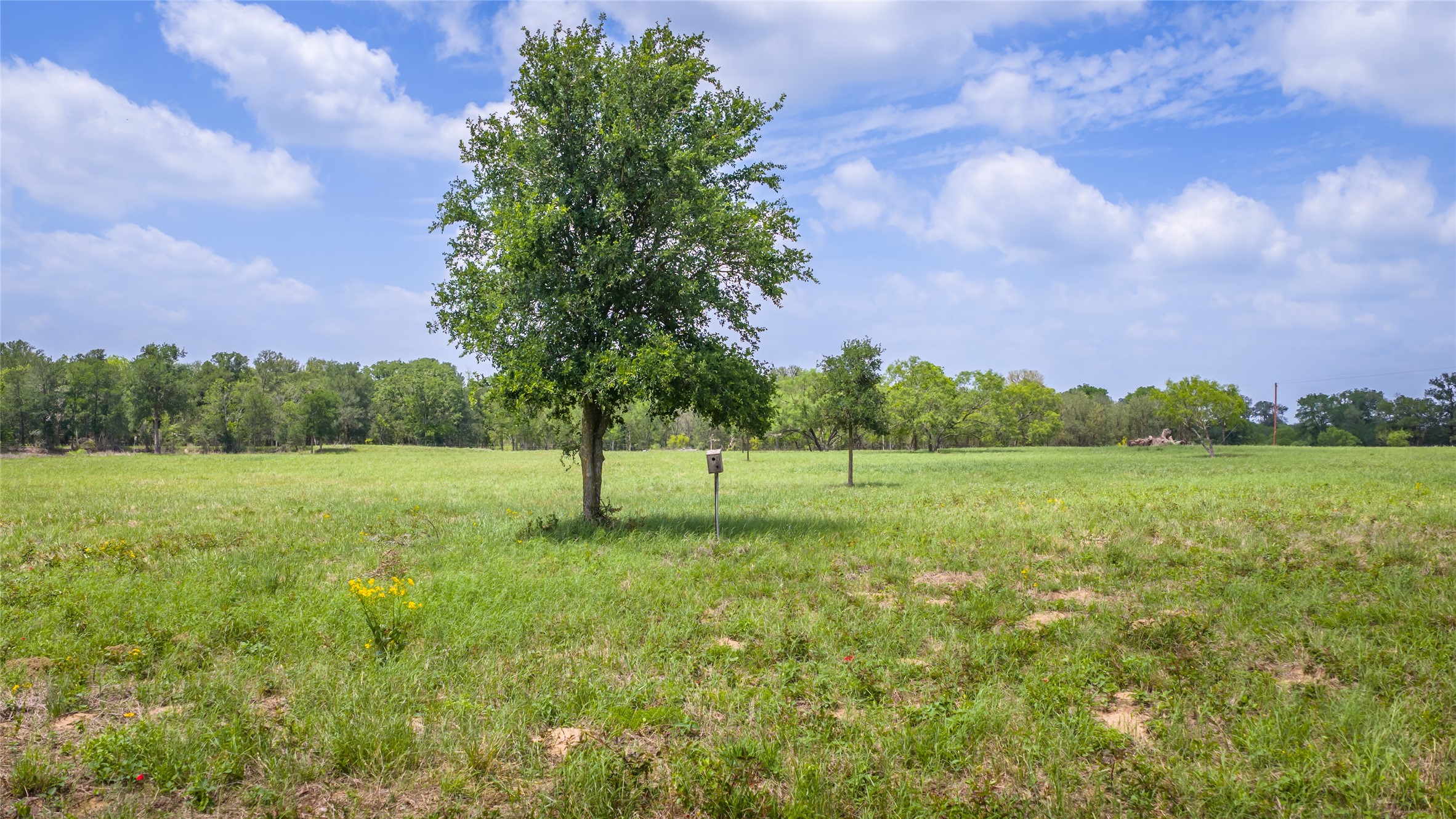 4082 Old Colony Line Road Lockhart, TX 78644 - Photo 30 of 40 Green pastures stretch to a distant treeline beneath a blue sky with soft white clouds.