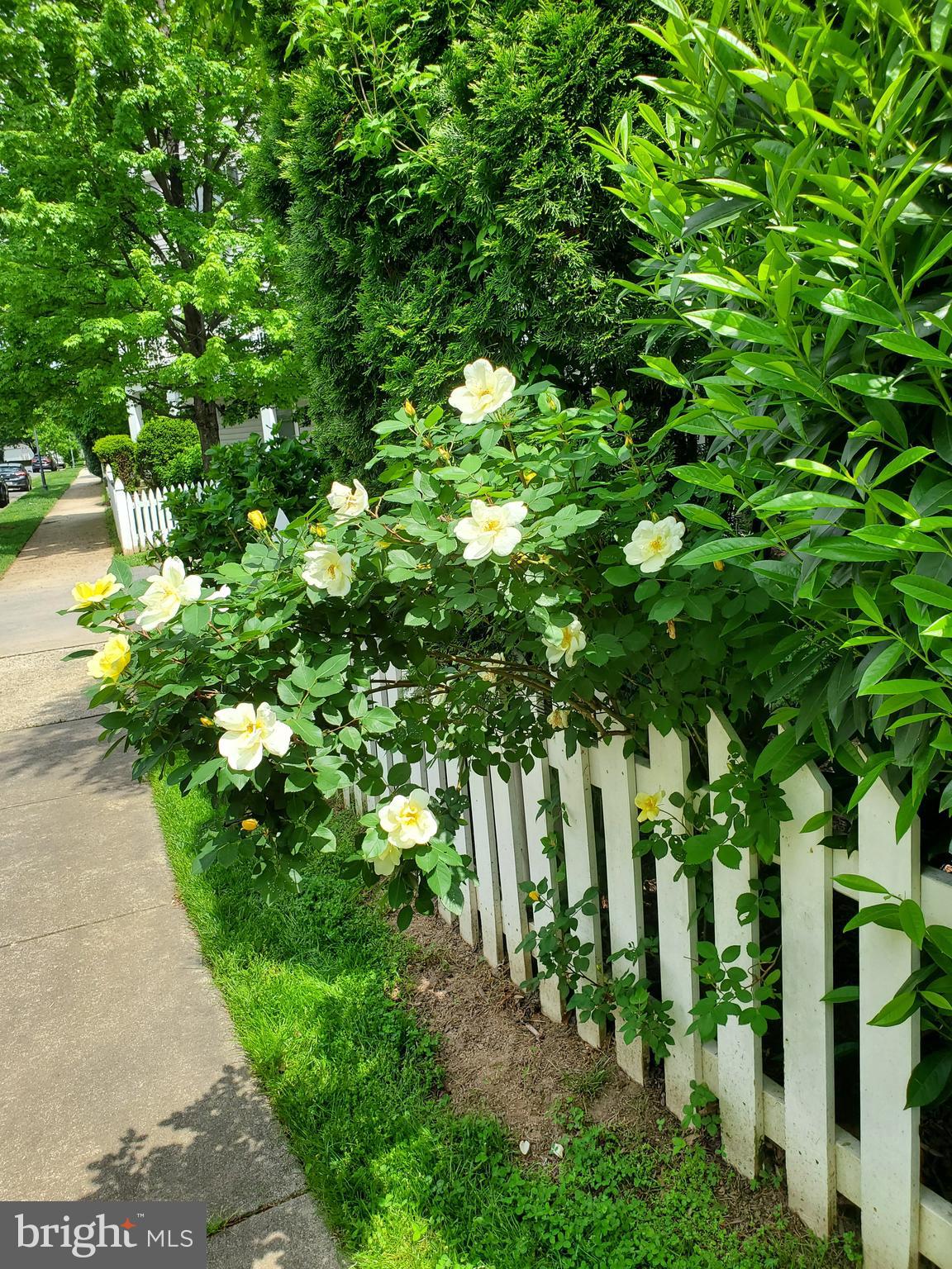 1235 Main Street Gaithersburg, MD 20878 - Photo 72 of 76 Spring photo - extensive gardens