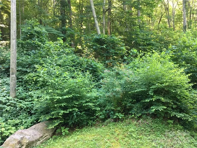 a view of a lush green forest