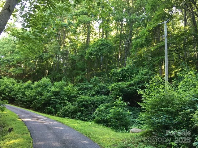 a view of a lush green forest