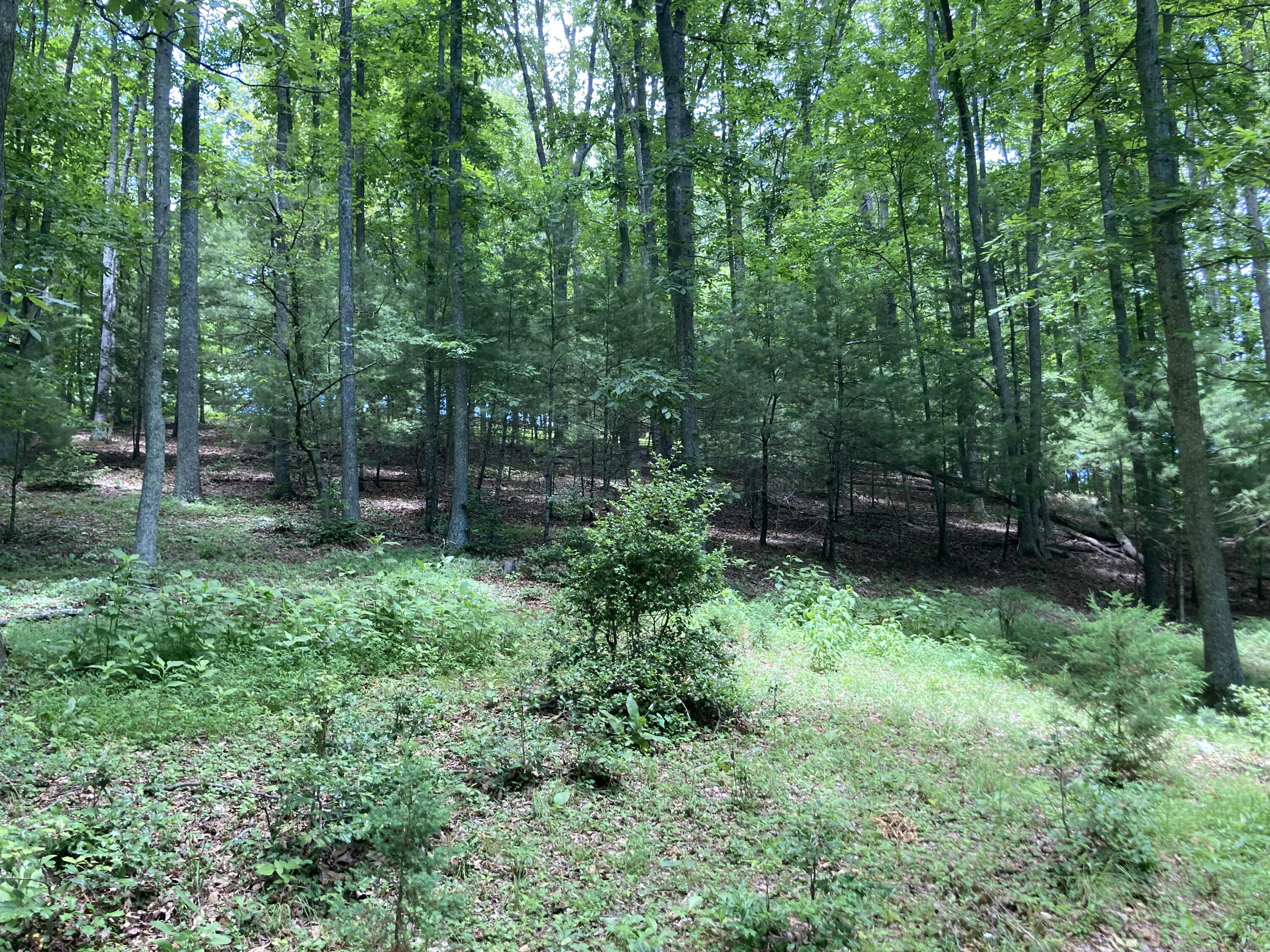 75 Lakeview Drive Butler, TN 37640 - Photo 19 of 84 IMG_9035