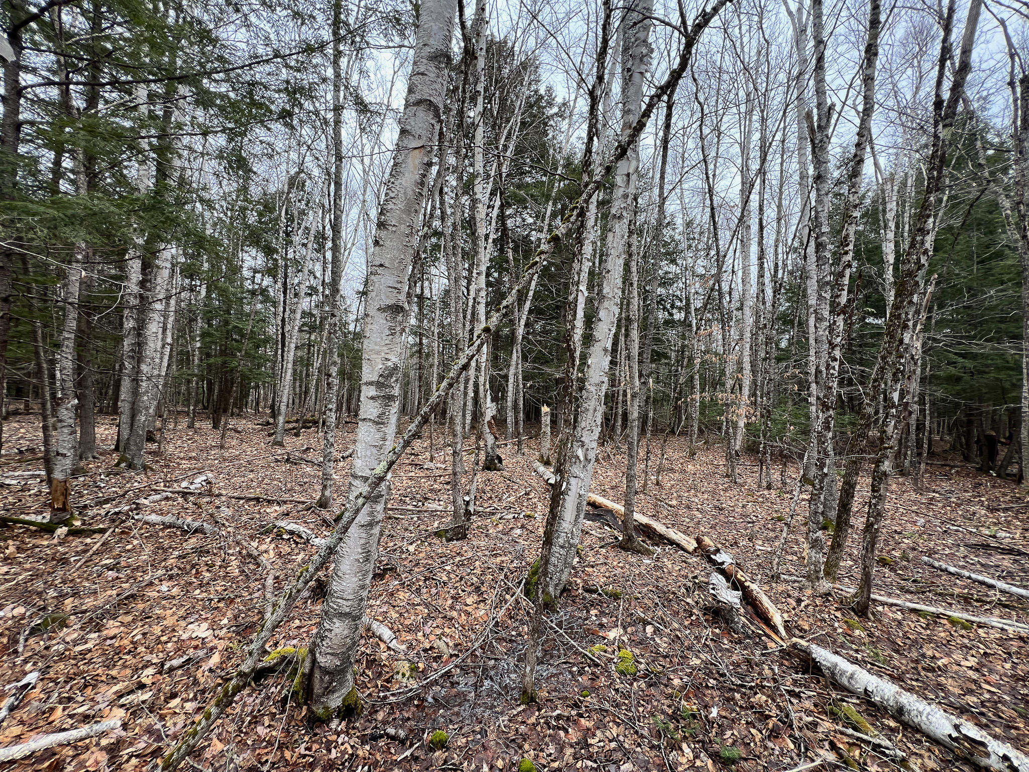 M2-l59-4 Dixmont Road Etna, ME 04434 - Photo 8 of 29 IMG_3320