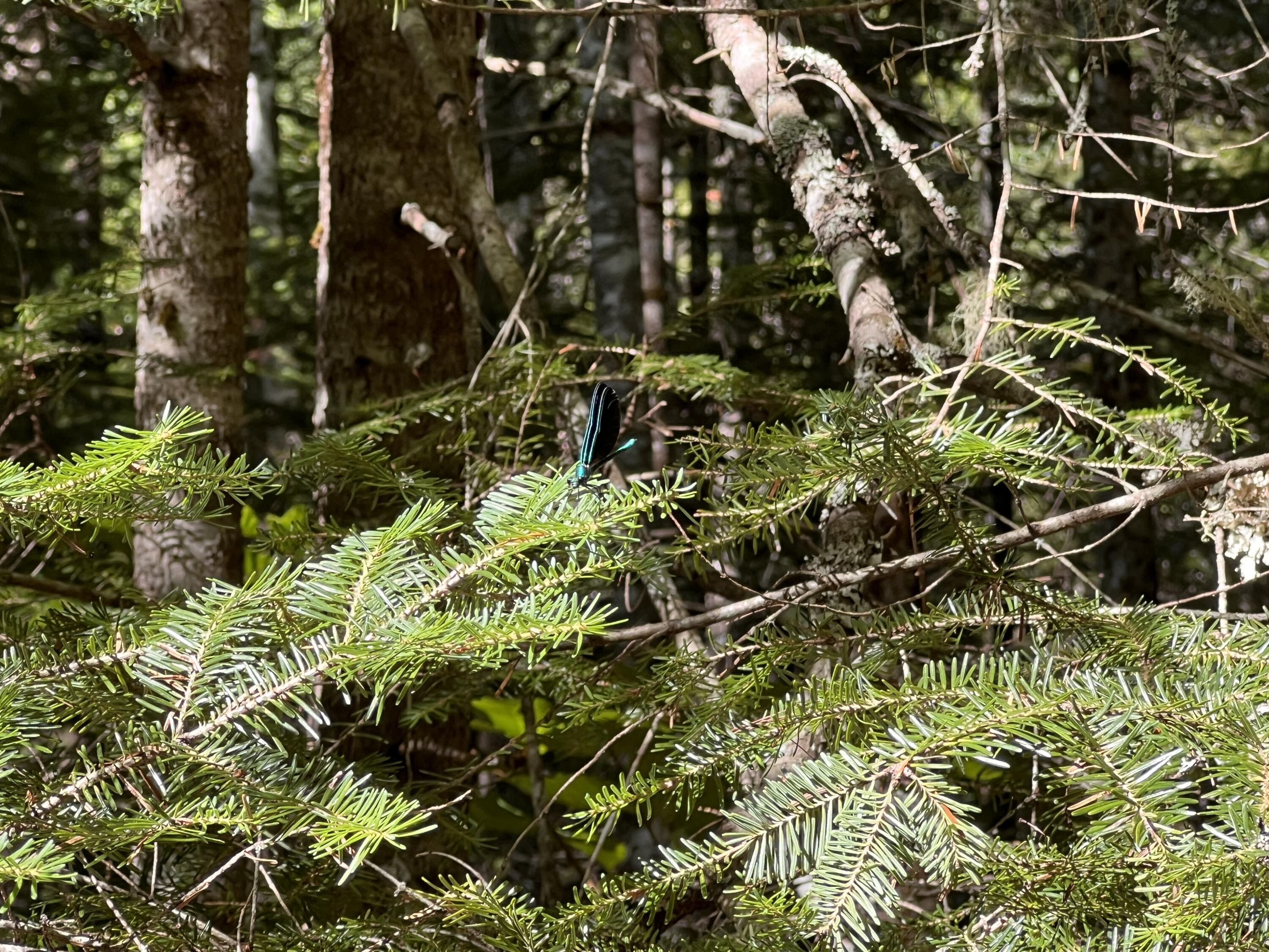 Lot 6-8 Franklin Realty Road Wytopitlock, ME 04497 - Photo 22 of 23 IMG_4490