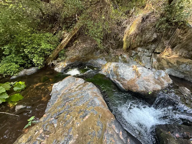 a view of a tree with a yard