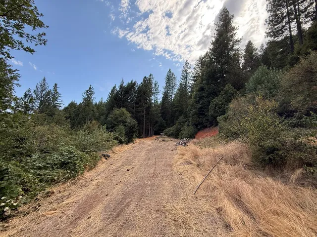 a view of a dry yard with trees in the background