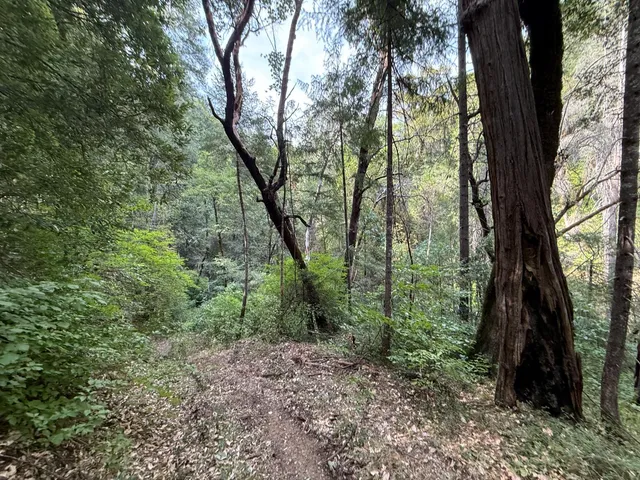 a view of a forest with trees