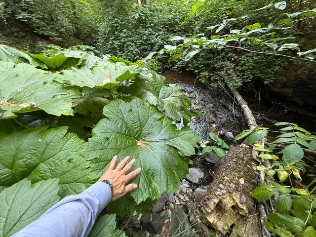 a view of a garden with a tree