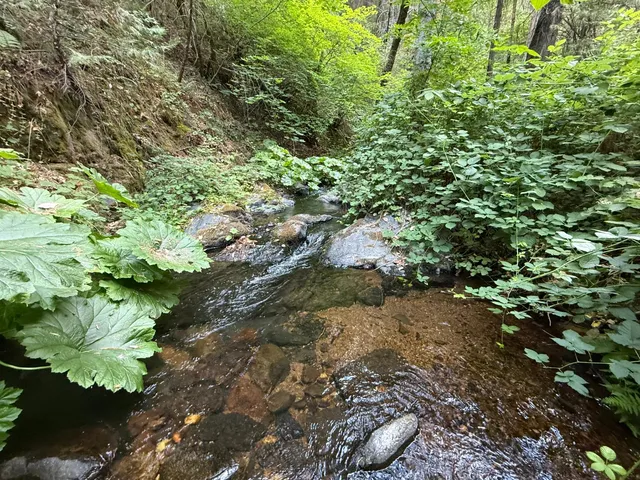 a view of a yard with plants and large trees