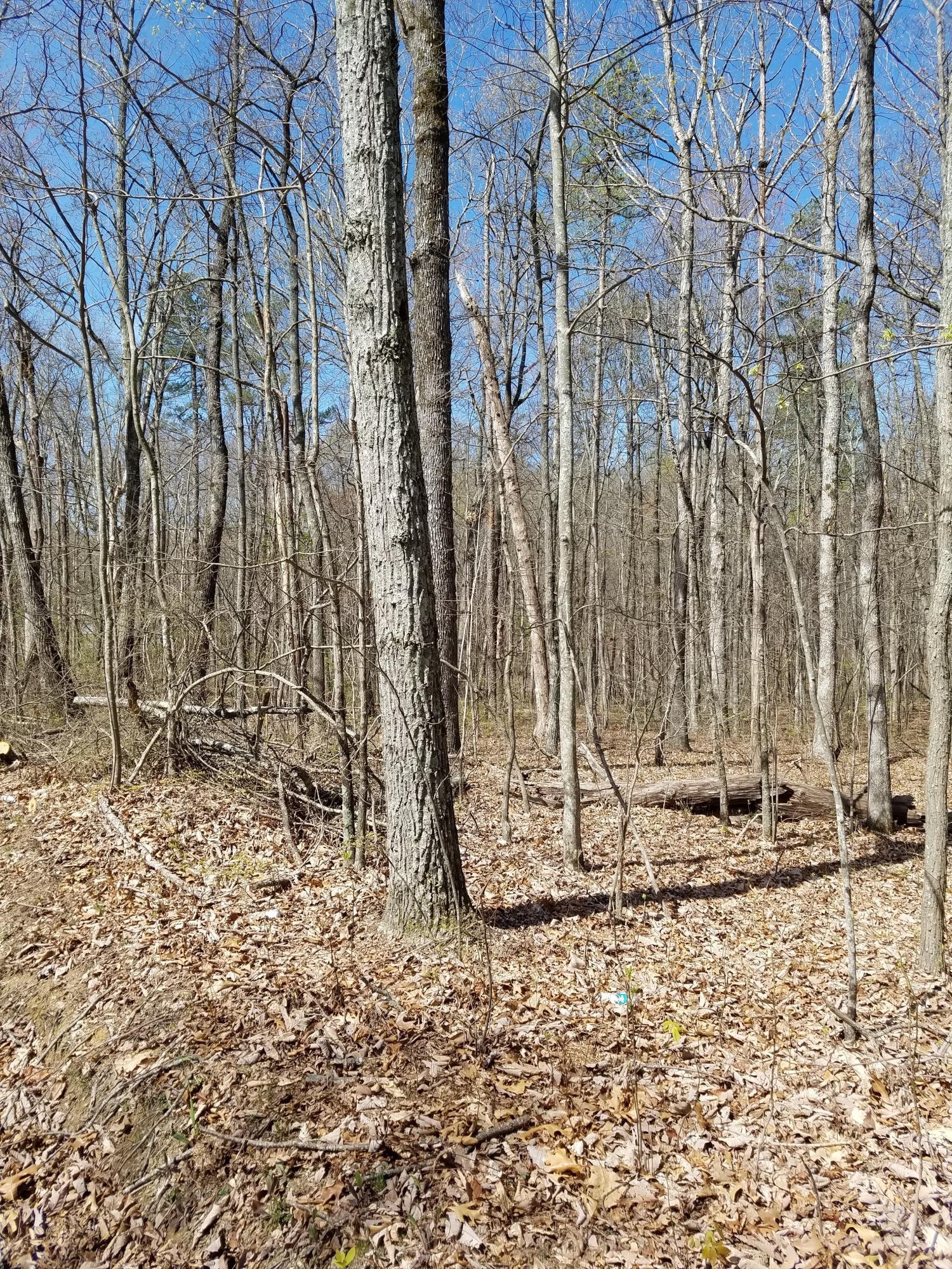 2023 Sawyer Road Signal Mountain, TN 37377 - Photo 3 of 5 Gallery Image 3