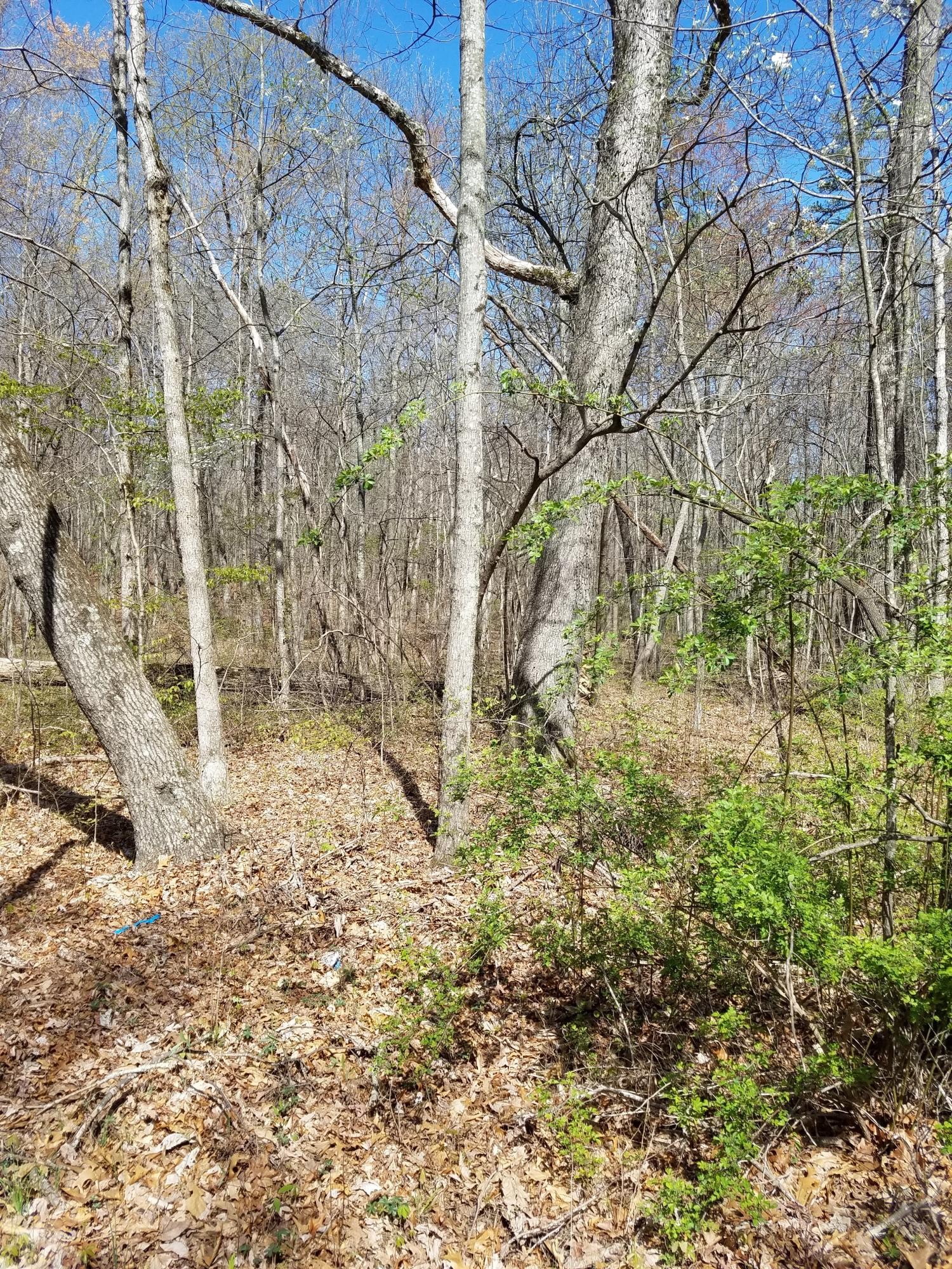 2023 Sawyer Road Signal Mountain, TN 37377 - Photo 4 of 5 Gallery Image 4