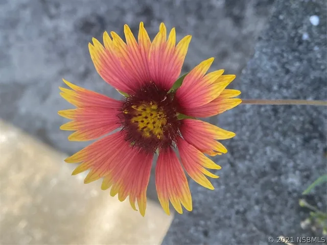 $2,200 | 1305 South Atlantic Avenue, New Smyrna Beach, FL 32169