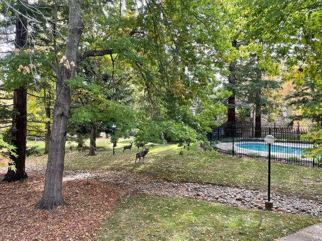 an aerial view of a house with a yard and large trees