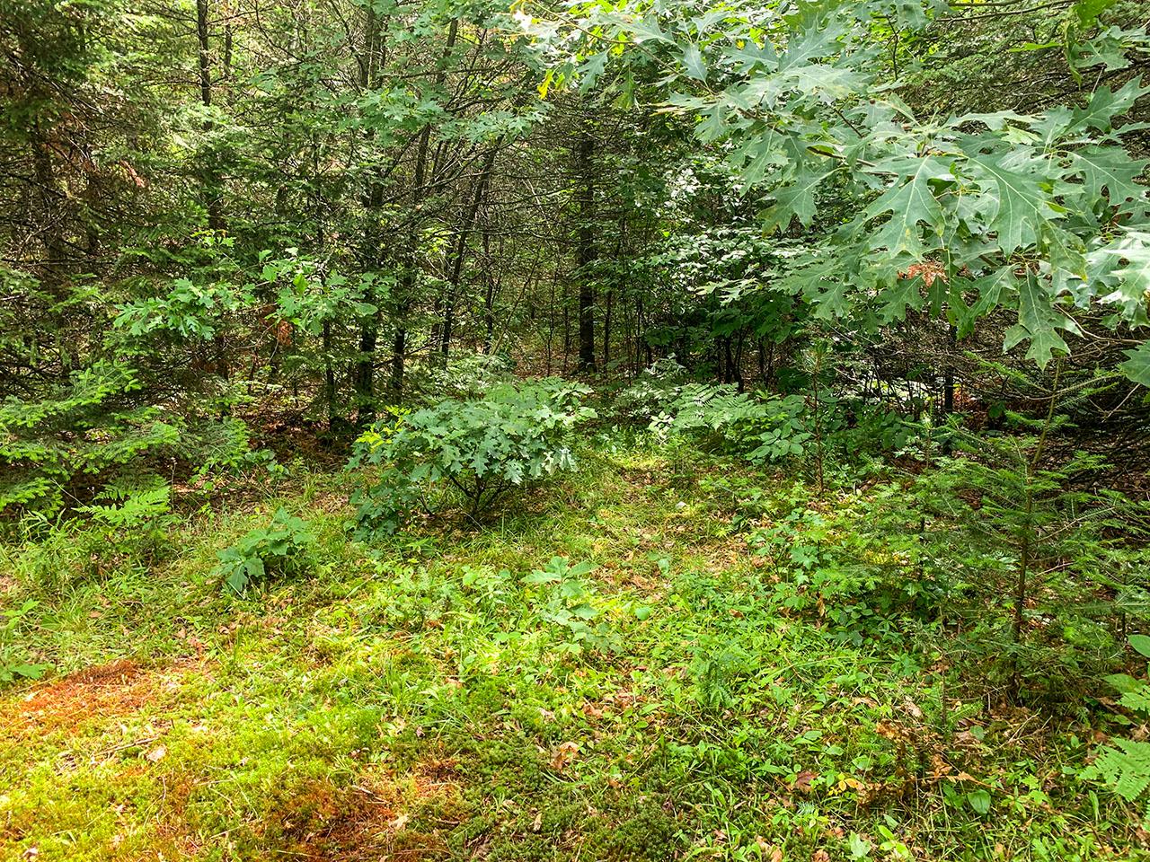 2442 Quiet Cove Road Tomahawk, WI 54487 - Photo 9 of 12 Gallery Image 9