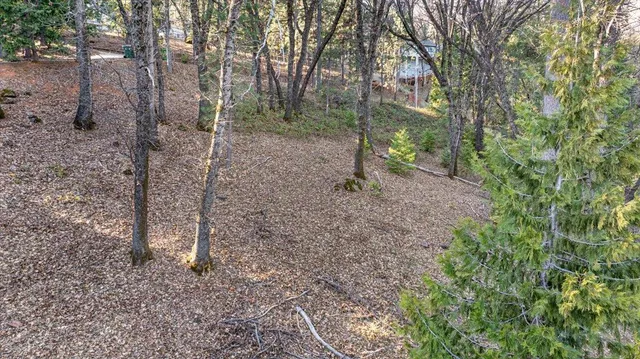 a view of a forest with trees