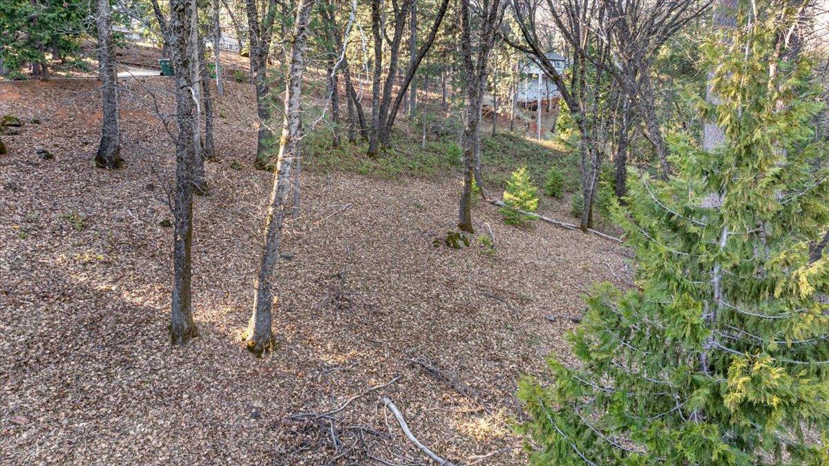 a view of a forest with trees
