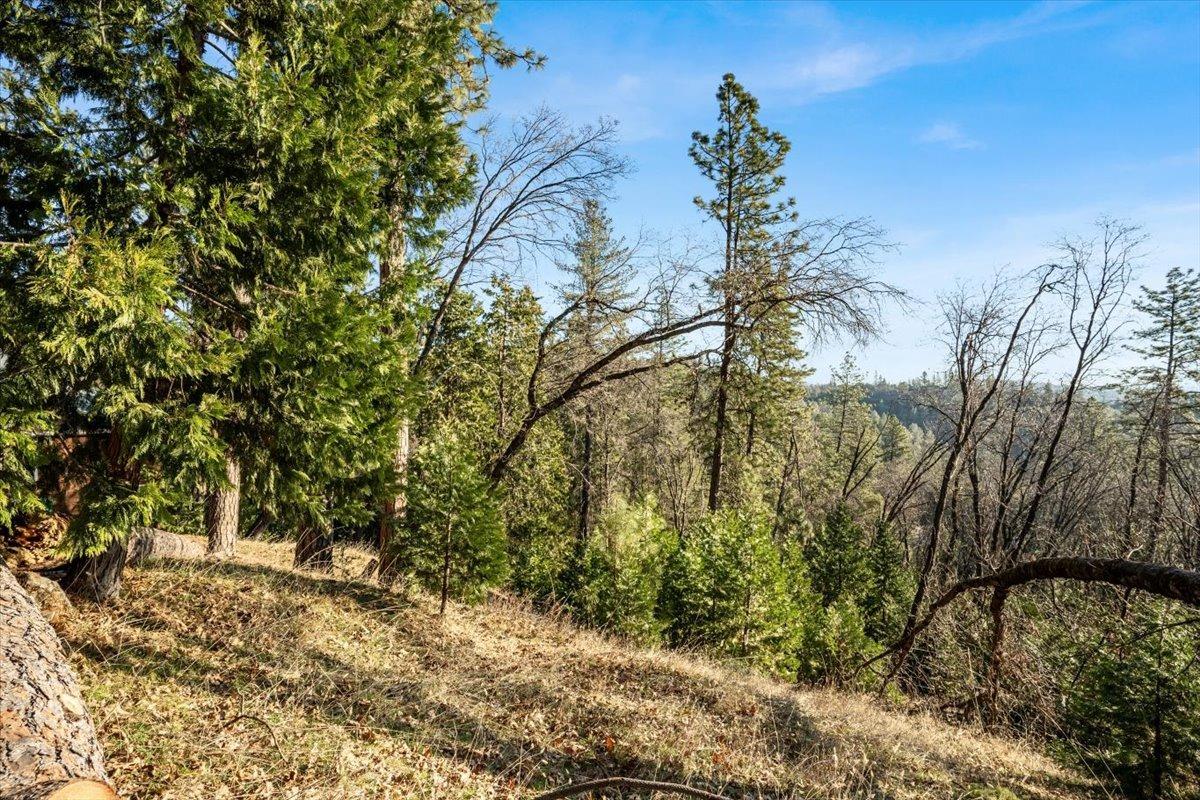 16929 Lawrence Way Grass Valley, CA 95949 - Photo 11 of 27 a view of a yard with plants and trees