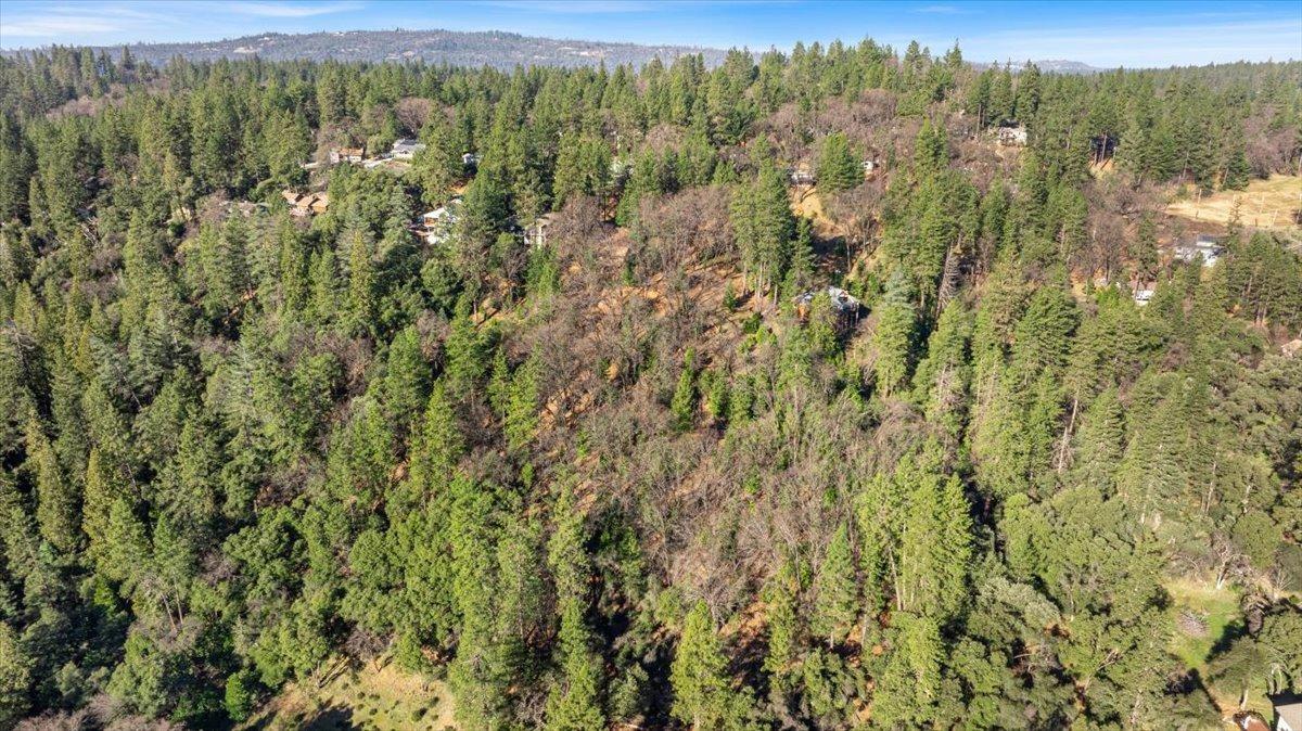 16929 Lawrence Way Grass Valley, CA 95949 - Photo 14 of 27 a view of a forest with a street