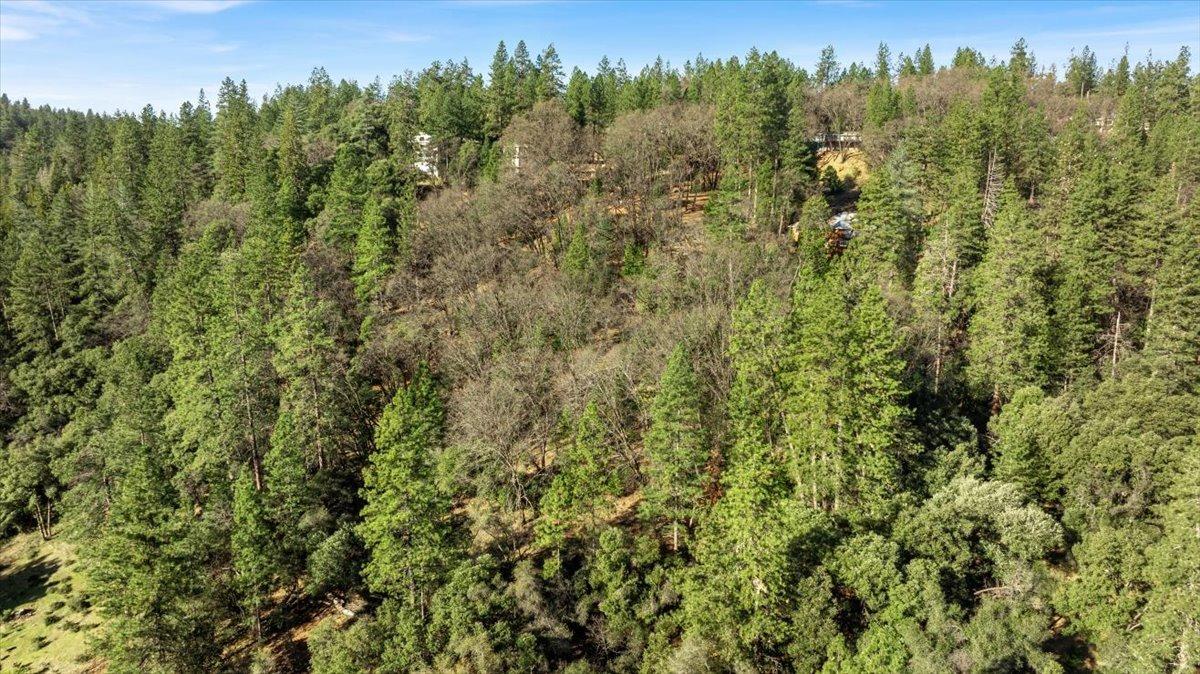 16929 Lawrence Way Grass Valley, CA 95949 - Photo 18 of 27 a view of a forest with a houses