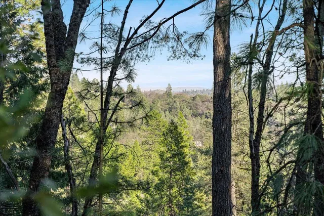 a view of a tree in a yard
