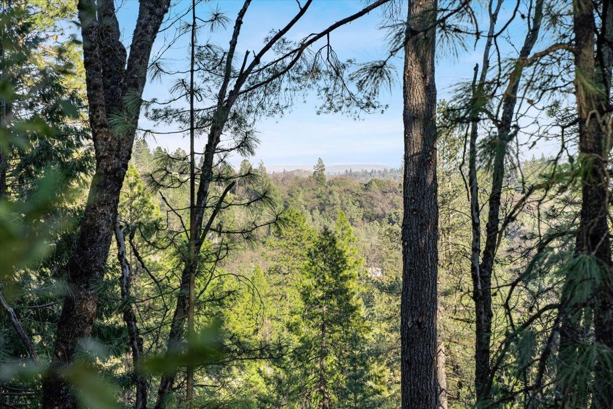 16929 Lawrence Way Grass Valley, CA 95949 - Photo 20 of 27 a view of a tree in a yard
