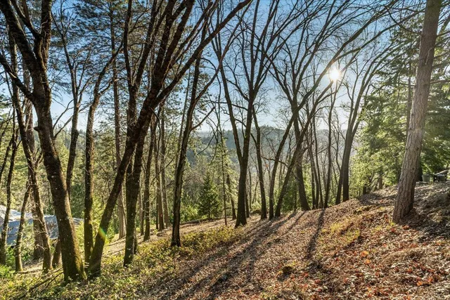 a view of a forest filled with trees