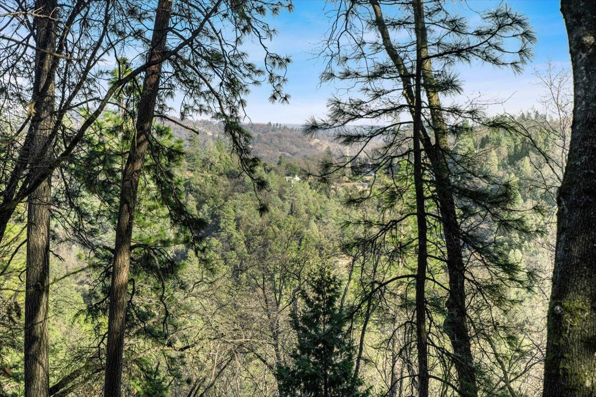 16929 Lawrence Way Grass Valley, CA 95949 - Photo 21 of 27 a view of a tree in a yard