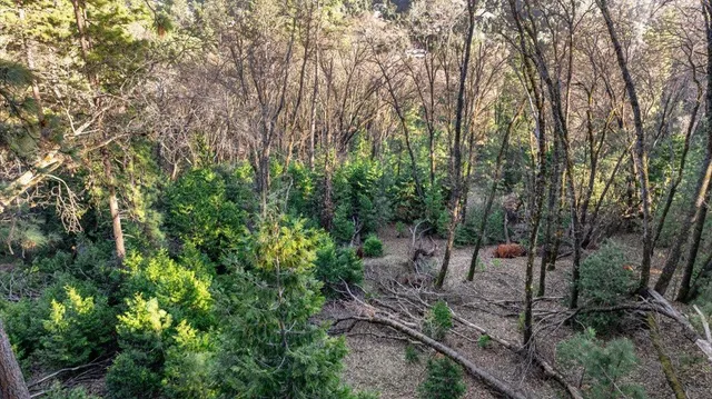 a view of a forest with trees in front of it