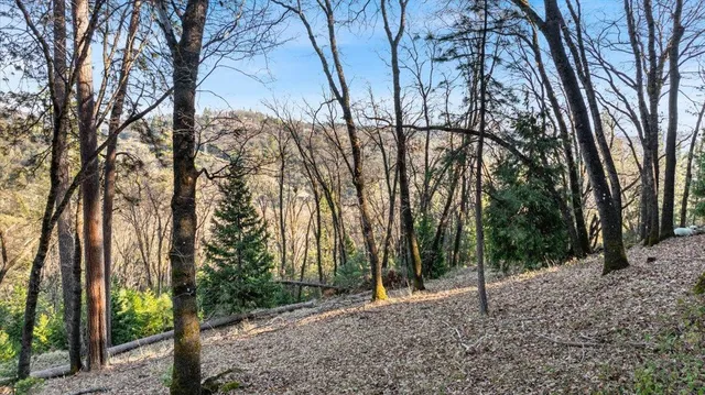 a backyard of a house with lots of trees