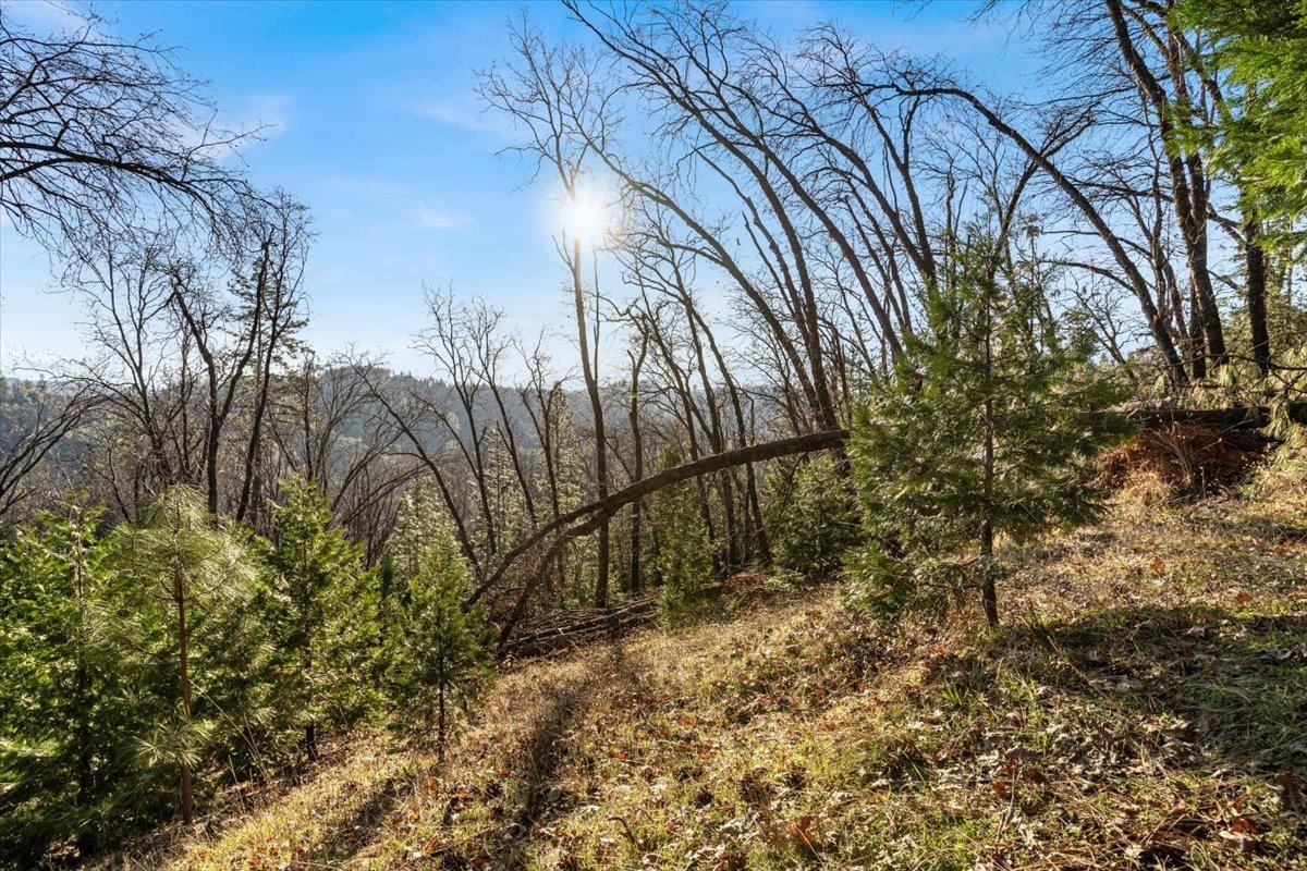 16929 Lawrence Way Grass Valley, CA 95949 - Photo 7 of 27 a view of backyard and trees