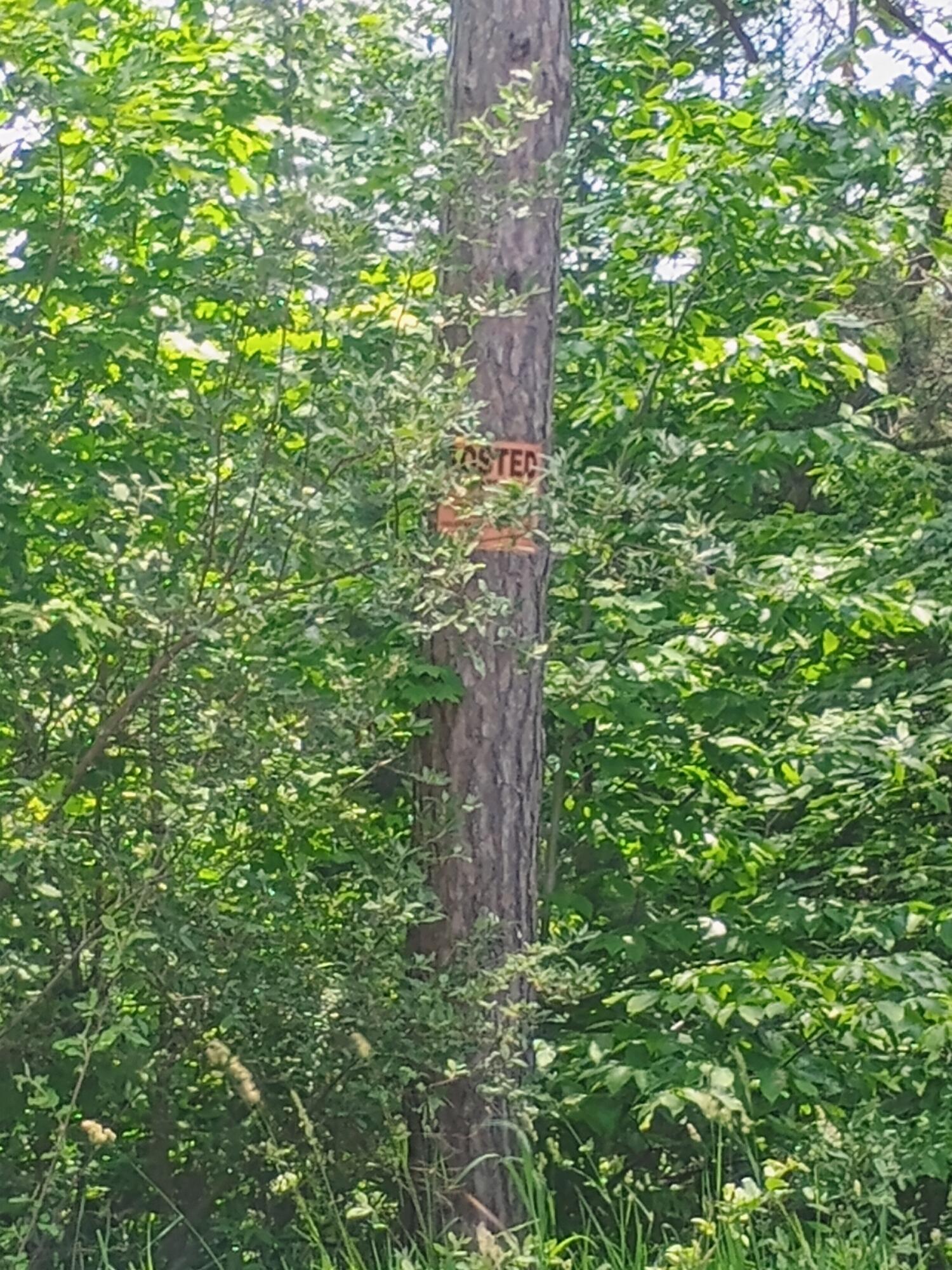 0 Pontius Road Southeast Kalkaska, MI 49646 - Photo 4 of 4 1000008044