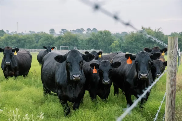 $3,400,000 | 8525 Farm-To-Market Road 2754, Brenham, TX 77833