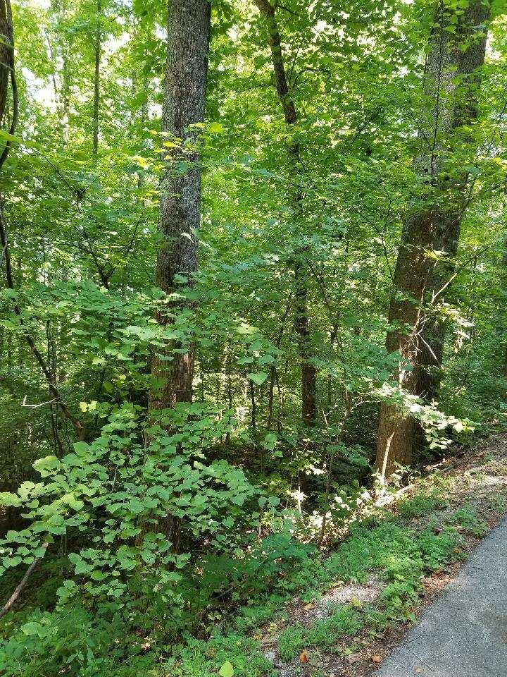 Old Cades Cove Road Townsend, TN 37882 - Photo 7 of 9 4CD32C8C-6BAB-48D9-ADA0-D94EF4AB6184