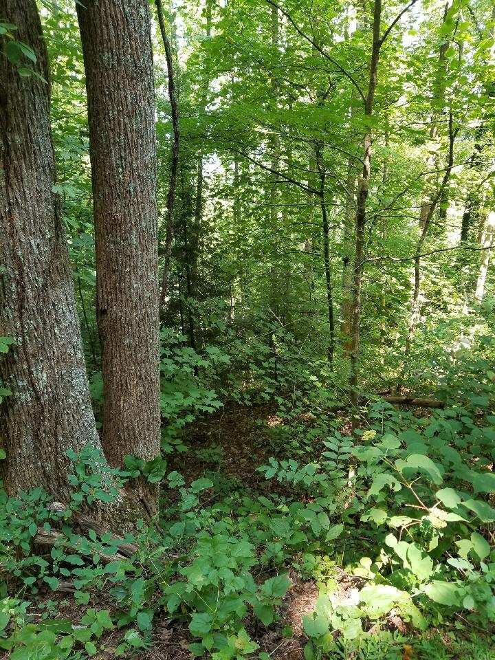 Old Cades Cove Road Townsend, TN 37882 - Photo 8 of 9 DD666AFC-B373-4D6F-BE0A-10DDBBC728B2