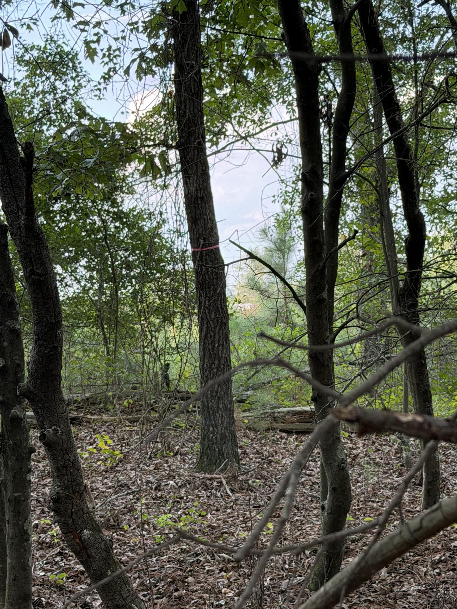 0 Firetower Road Neeses, SC 29107 - Photo 2 of 5 Wooded Vacant Land