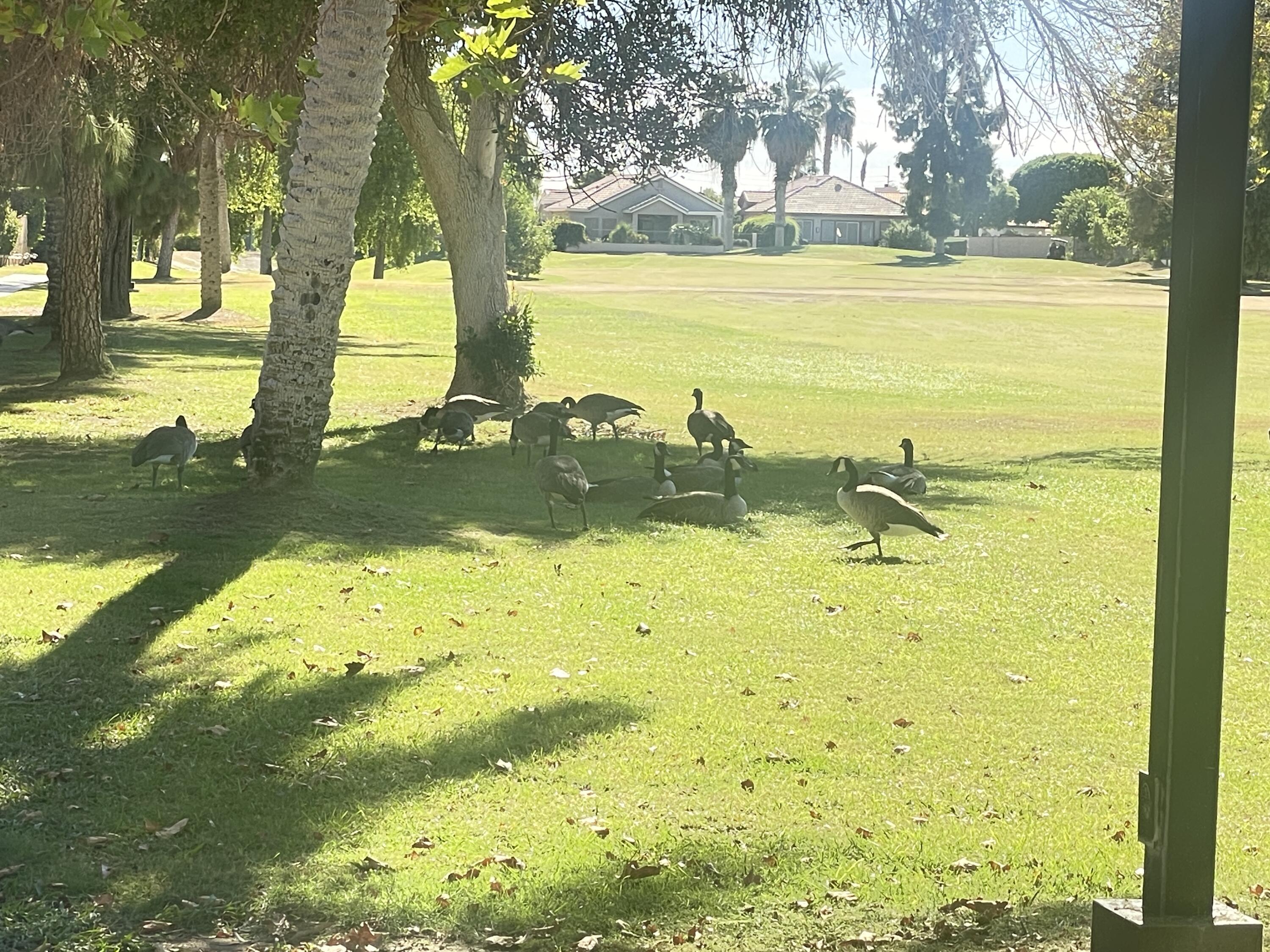 82567 Ave 48, Unit 36 Indio, CA 92201 - Photo 17 of 27 a view of a yard with an outdoor space